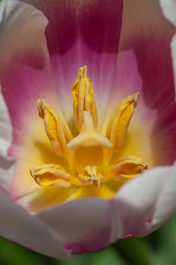 Lale çiçeğinin yakın çekimi