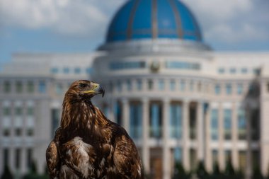 Kazakistan Başkanı 'nın evinin önünde genç bir altın kartal var.
