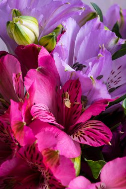 Alstroemeria çiçekleri veya Peru zambakları. Onlar arkadaşlığın sembolü olarak kabul edilir..