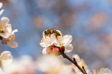 Bahar günü açan kayısı çiçeğinin üzerindeki arı.
