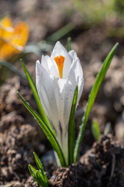 Bir bahar sabahı çiçek açan beyaz krukus (safran)