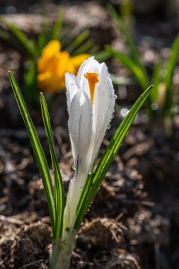 Bir bahar sabahı çiçek açan beyaz krukus (safran)