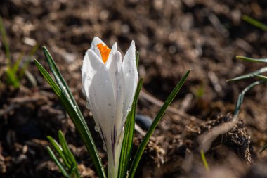 Bir bahar sabahı çiçek açan beyaz krukus (safran)