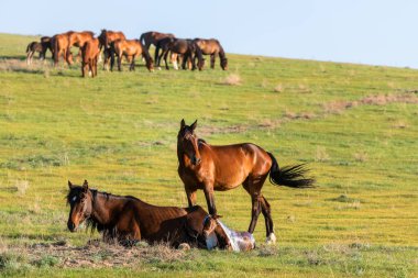 Yeni doğmuş tay ve ailesi bir bahar günü bozkırda.