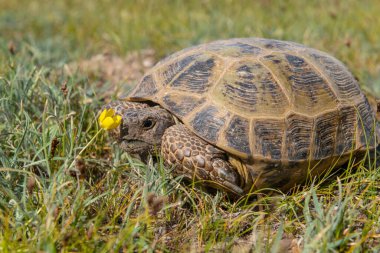 Orta Asya bozkır kaplumbağası bir bahar gününde