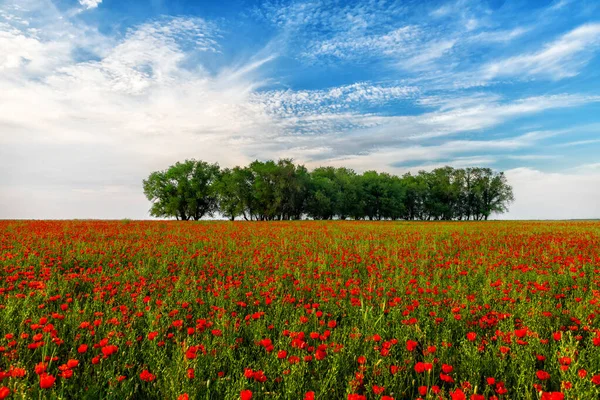 Petit Bosquet Dans Champ Pavot Sous Ciel Avec Des Nuages — Photo