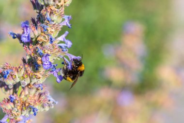 Yaban arısı bir yaz akşamında bir çiçeği döller.