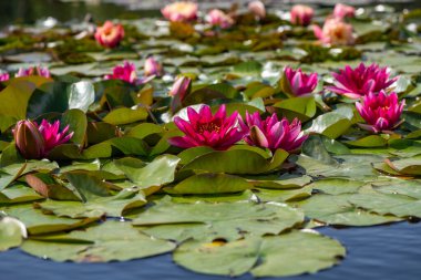Çiçekli nilüferler. Bir diğer isim de nemfoman..