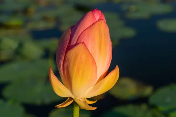 Lotus Fleur Soleil Couchant — Photo