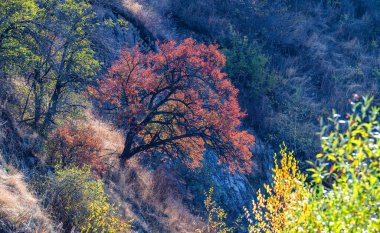 A picturesque apricot tree in the Trans-Ili Alatau mountains in southeastern Kazakhstan on a fall day