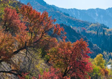A picturesque apricot tree in the Trans-Ili Alatau mountains in southeastern Kazakhstan on a fall day
