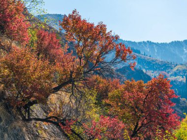 A picturesque apricot tree in the Trans-Ili Alatau mountains in southeastern Kazakhstan on a fall day