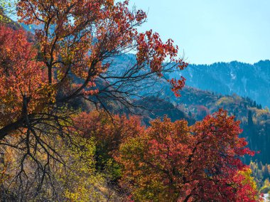 A picturesque apricot tree in the Trans-Ili Alatau mountains in southeastern Kazakhstan on a fall day