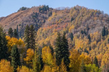 A picturesque landscape with trees against the backdrop of the Trans-Ili Alatau Mountains near the Kazakh city of Almaty on an autumn day.