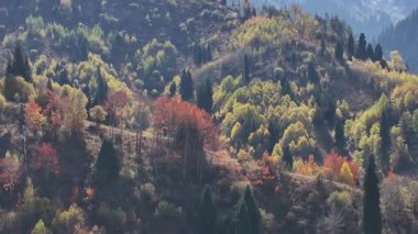 A mixed forest on the slopes of the Trans-Ili Alatau mountains near the Kazakh city of Almaty on an autumn day