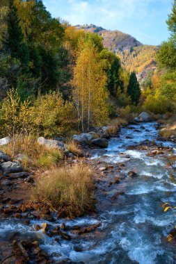 A picturesque landscape with a river in the middle of a mixed forest in the Trans-Ili Alatau mountains on an autumn day