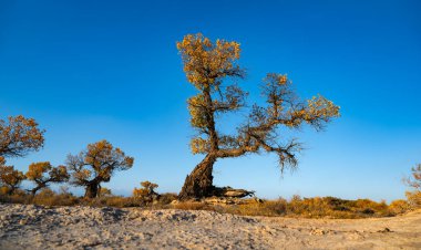 Güneydoğu Kazakistan 'da bir sonbahar akşamında Turanga (kavak) ağacının bulunduğu kumlu bir bölge görülüyor..