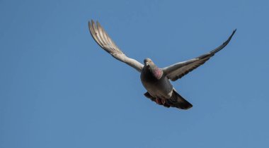 Gökyüzüne karşı uçan sıradan bir güvercin