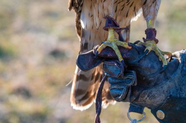 Bir şahinin ayaklarının ve pençelerinin yakın çekimi bir avcının eline tünemiş özel bir eldiven takıyor..