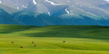 Güneydoğu Kazakistan 'ın Almaty bölgesinde bir bahar günü, yüksek dağ platosunda otlayan atlar.