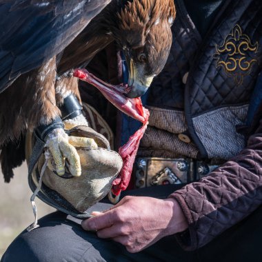 Bir avcı tarafından tutulan altın kartal çiğ etle beslenir..