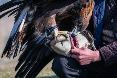Bir avcı tarafından tutulan altın kartal çiğ etle beslenir..