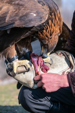 Bir avcı tarafından tutulan altın kartal çiğ etle beslenir..