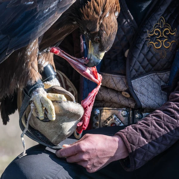 Bir avcı tarafından tutulan altın kartal çiğ etle beslenir..