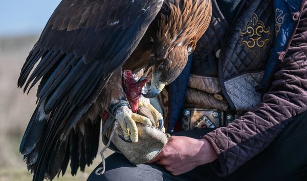 Bir avcı tarafından tutulan altın kartal çiğ etle beslenir..