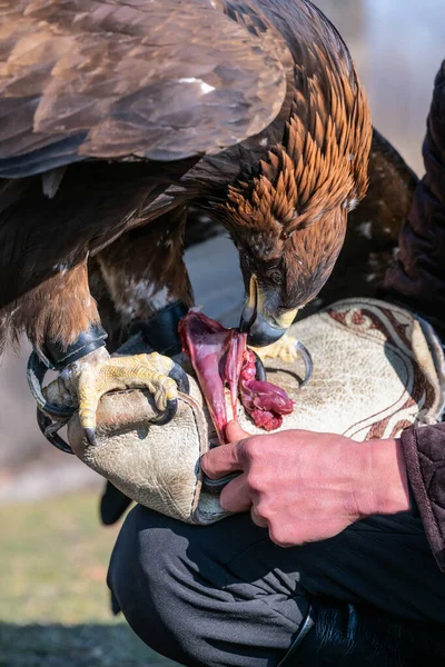 Bir avcı tarafından tutulan altın kartal çiğ etle beslenir..