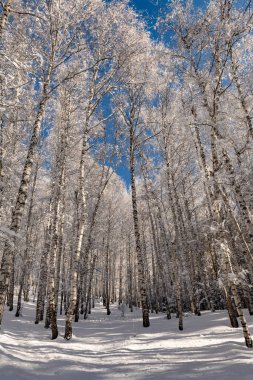 Güneşli bir kış gününde Kazak şehri yakınlarındaki bir dağ yamacında bir huş ağacı korusu.