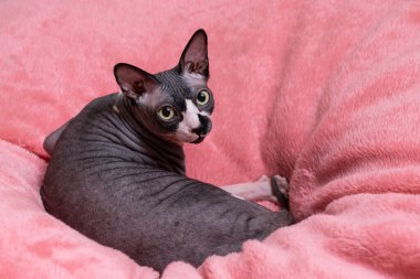 Sphynx, birkaç tüysüz kedi türünden biridir. Üreme işlemi sırasında doğal bir çekinik mutasyon sabitlendi ve saç eksikliği oluştu..