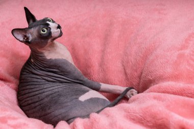 Sphynx, birkaç tüysüz kedi türünden biridir. Üreme işlemi sırasında doğal bir çekinik mutasyon sabitlendi ve saç eksikliği oluştu..