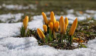 Sarı kır çiçekleri ve eriyen karlar bir bahar günü