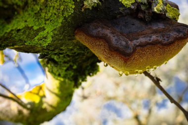 Işık ve peri masalı bulutları arasında anımsatıcı dağ günbatımları