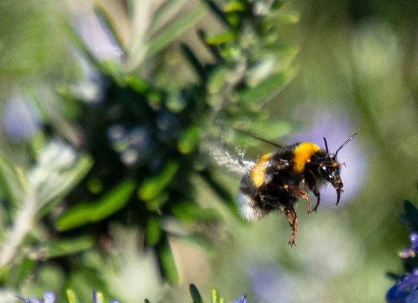 Bombus Latreille Insect Vergelijkbaar Met Bij Maar Groter Gevaarlijker — Stockfoto