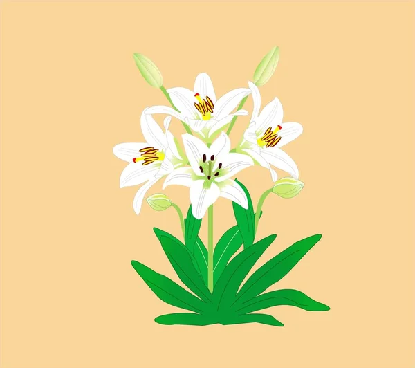 百合花矢量设计说明 白百合花象征着光荣 真诚和友谊 — 图库矢量图片