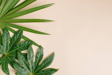 Kumlu kağıtta tropik palmiye yaprakları. Minimum yaz kompozisyonu.