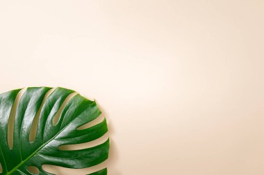 Tropik palmiye yaprakları kumlu kağıdın arka planında. Minimum düzlük yaz düzenlemesi.