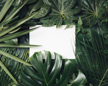 Kopya alanı olan tropikal yapraklardan yapılmış yaratıcı bir düzenleme. Minimum yassı kart tasarımı. Doğal arkaplan bileşimi.