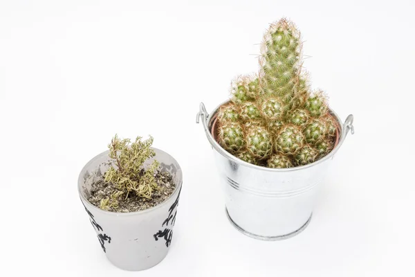 Cactus i ett pot aluminium — Stockfoto