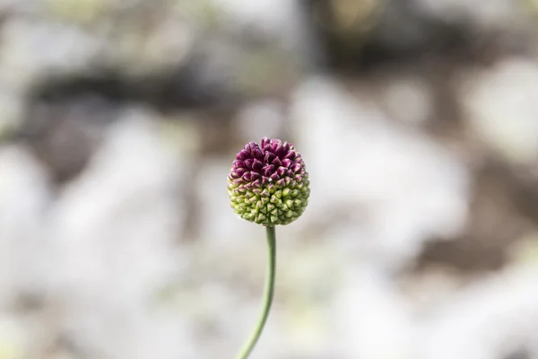 Un bocciolo di fiore — Foto Stock