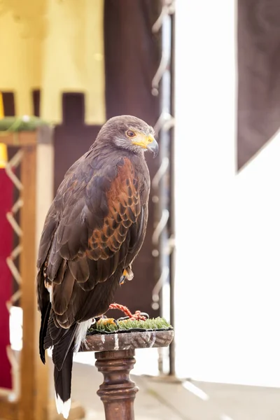 Eagle op een herbergier — Stockfoto