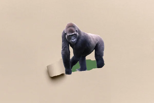 Joven Gorila Plateado Emergiendo Cartón Marrón Roto Concepto Vida Silvestre — Foto de Stock