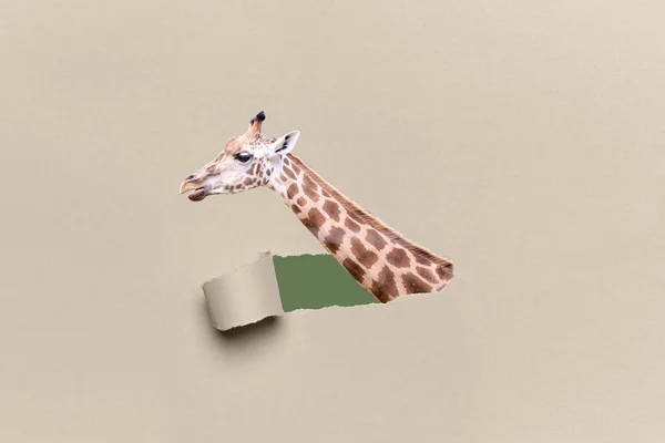 Žirafa Hlava Dlouhý Krk Vycházející Potrhané Hnědé Lepenky Koncept Volně — Stock fotografie