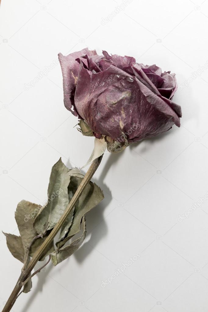 Withered rose Stock Photo by ©luismicss 71645245 Withered rose Stock Photo by ©luismicss 71645245