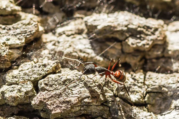 Una hormiga — Foto de Stock