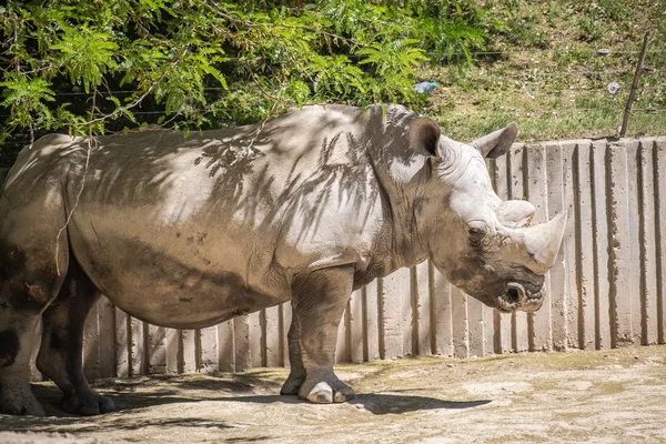 Divoké zvíře — Stock fotografie