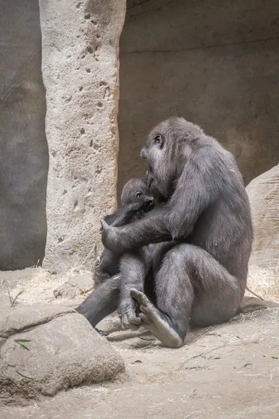 Animales salvajes — Foto de Stock