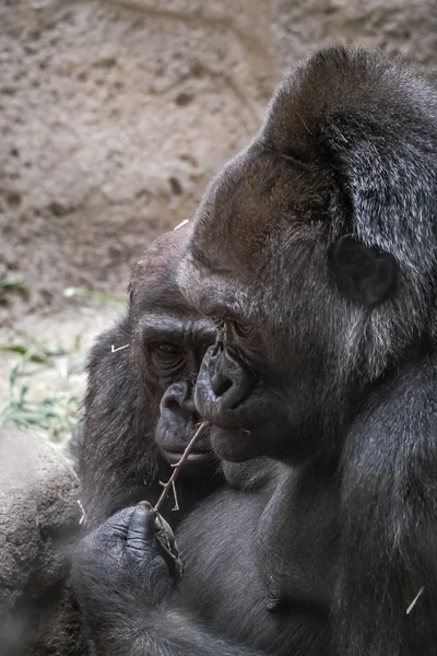 Animali selvatici — Foto Stock